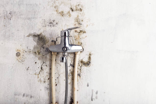 Best Home Mold Removal  in Litchfield, IL