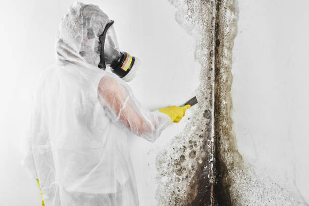 Best Office Mold Removal Services  in Litchfield, IL