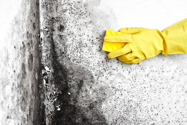 Certified Mold Removal in Litchfield, IL