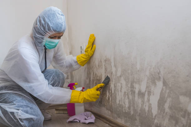 Best Mold Damage Repair  in Litchfield, IL