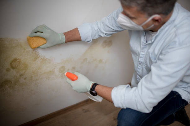 Best Black Mold Removal  in Litchfield, IL