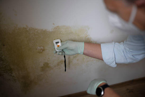 Best Best Mold Removal Companies  in Litchfield, IL