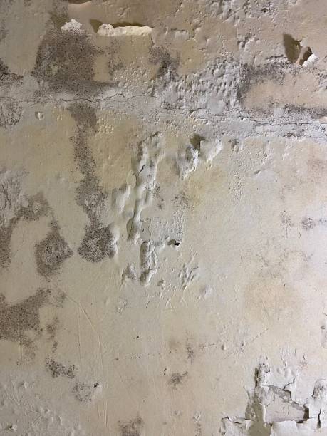 Best Local Mold Removal Service  in Litchfield, IL