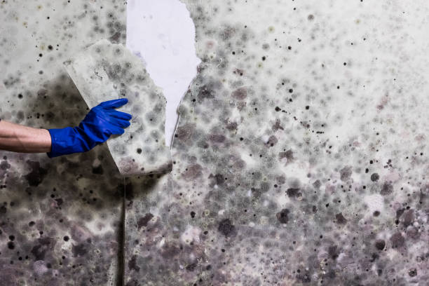 Best Mold Remediation  in Litchfield, IL