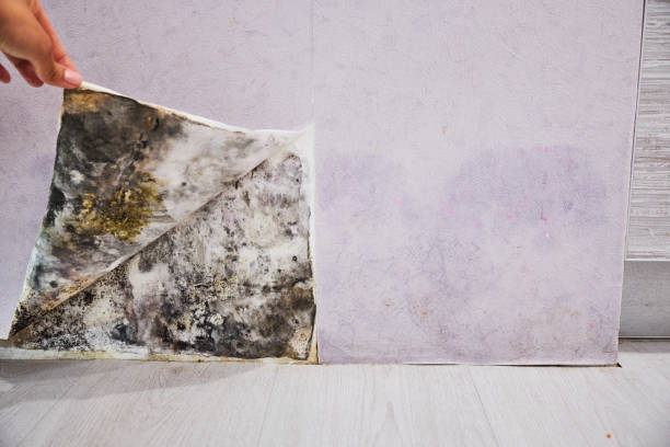 Best Mold Removal Near Me  in Litchfield, IL